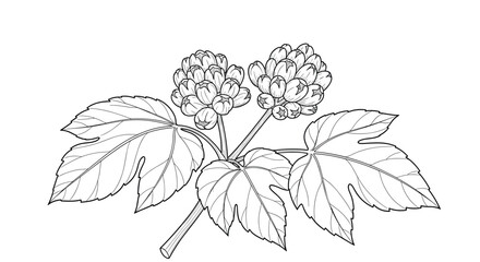 A detailed illustration of a plant with broad lobed leaves and clusters of small flowers.