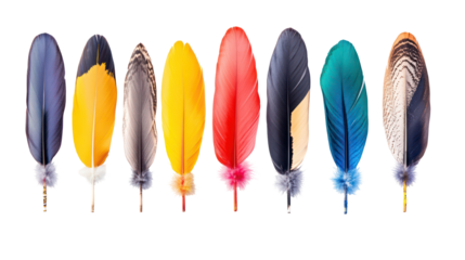 Collection of colorful bird feathers arranged in a row isolated on transparent background