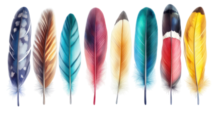 Collection of colorful bird feathers isolated on transparent background