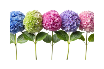 A Vibrant Symphony of Hydrangeas Blossoming in an Array of Colors