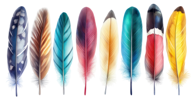 Collection of colorful bird feathers isolated on transparent background - Powered by Adobe
