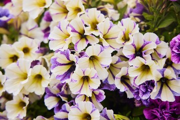 A flowering petunia plant of various colors in a flower bed. Close-up