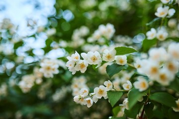 Blooming white jasmine flowers in a flower bed with a park