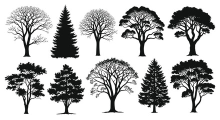 A diverse collection of deciduous and coniferous trees in silhouette and full growth.
