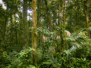 Obraz premium Highland Floor of the Meratus mountains, Tropical Rainforest of Borneo, Indonesia.