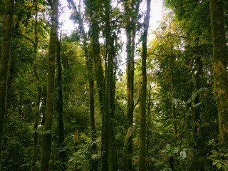 Obraz premium Highland Floor of the Meratus mountains, Tropical Rainforest of Borneo, Indonesia.