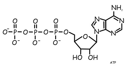 The Chemical structure of ATP, Adenosine triphosphate