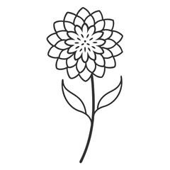 scabious flower line art on white background