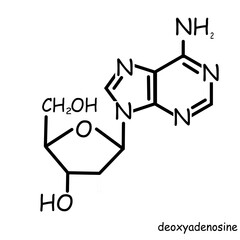 The Chemical structure of deoxyadenosine