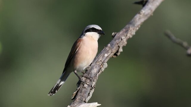 Red-backed Shrike bird perching a branch