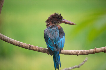 White-breasted Kingfisher (Halcyon smyrnensis) at my Home Garden