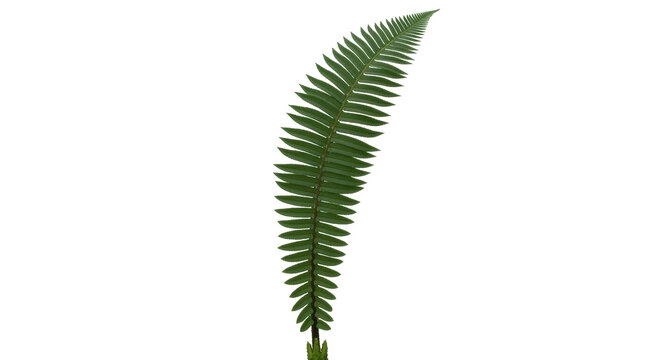 Isolated green fern frond shows its many leaflets along its central stem, on no background