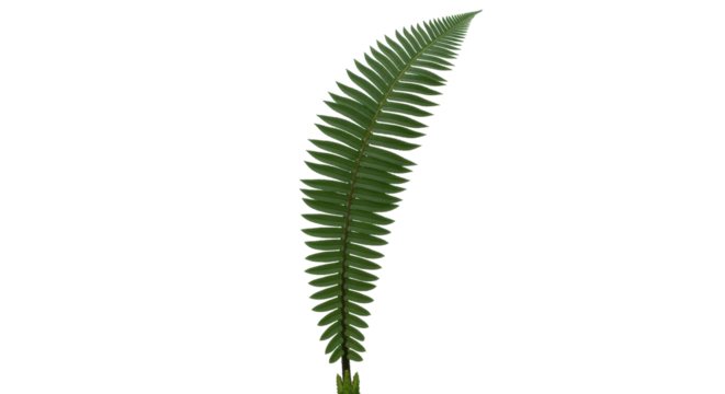 Isolated green fern frond shows its many leaflets along its central stem, on no background