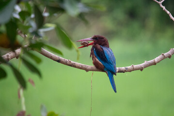 White-breasted Kingfisher (Halcyon smyrnensis) at my Home Garden