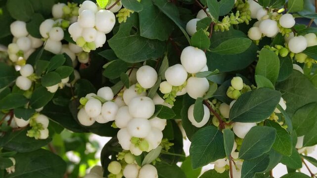 A branch of white snowberry sways in the wind.
