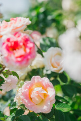 Bright roses bloom in a vibrant garden during late spring sunshine