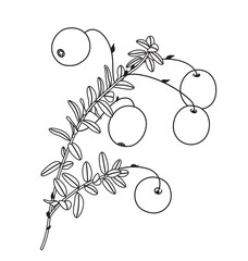 Black and White Outline Drawing Cranberry Branch