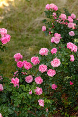 Pink roses bloom abundantly in a lush garden during springtime
