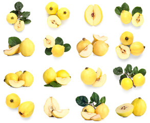Set of many ripe quinces on white background