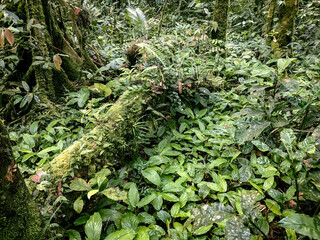 Highland Floor of the Meratus mountains, Tropical Rainforest of Borneo, Indonesia.
