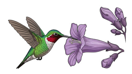 Obraz premium Vibrant hummingbird feeding on purple flower blossoms