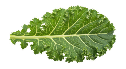 Isolated curly kale leaf showing distinctive venation, fresh healthy leafy greens, vegetable