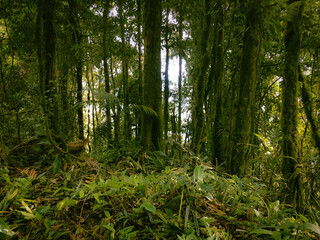 Obraz premium Highland Floor of the Meratus mountains, Tropical Rainforest of Borneo, Indonesia.