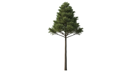 Isolated Douglas fir tree with a straight trunk and green needles on branches, growth