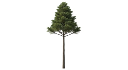 Isolated Douglas fir tree with a straight trunk and green needles on branches, growth