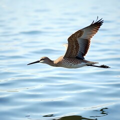 Obraz premium Eurasian curlew in flight over water. Avian species wader flies gracefully near the coast. Bird soaring above ocean waves. Nature scene wildlife outdoors.