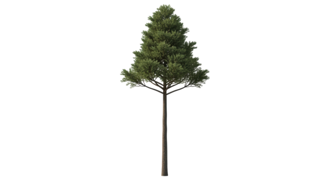 Isolated Douglas fir tree with a straight trunk and green needles on branches, growth