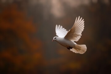 Obraz premium White Dove in Flight Against Soft Blurred Background