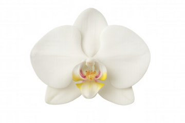 White phalaenopsis orchid blossom with yellow and pink center, blooming flower on transparent background