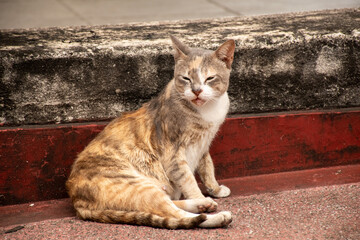 Obraz premium cat on the roof