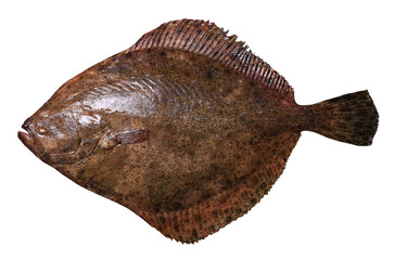 Fresh halibut fish on white background isolated
