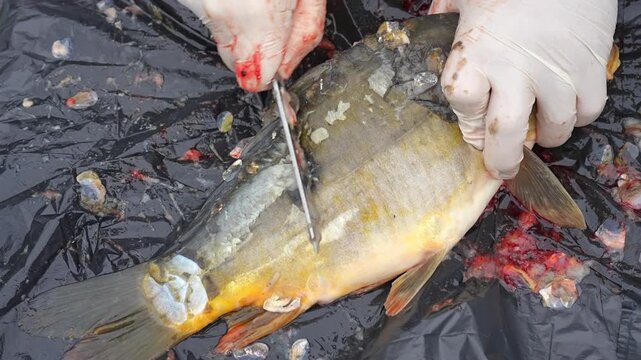 Fish Preparation Expert Techniques for Efficiently Cleaning and Filleting Different Species Learn expert techniques for cleaning and filleting fish with this comprehensive guide you can follow