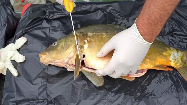 Fish Preparation Expert Techniques for Efficiently Cleaning and Filleting Different Species Learn expert techniques for cleaning and filleting fish with this comprehensive guide you can follow