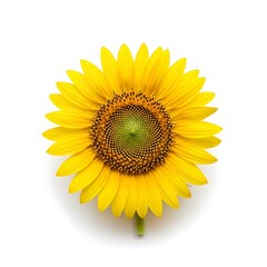 Fototapeta premium Bright yellow sunflower head with green and brown center disc florets, viewed from above, isolated on a clean white background.