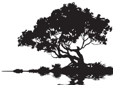 Swamp Mangrove Tree Silhouette 2D Vector Line Art Illustration