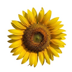 Fototapeta premium Vibrant yellow sunflower isolated on white background, showcasing intricate details.