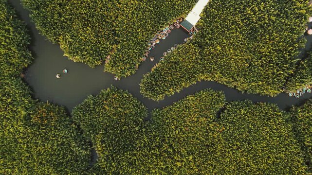 Aerial Top-Down View of Traditional Vietnamese Basket Boats in Coconut Forest Waterway