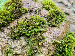 A close-up capture the delicate texture and vibrant hues of lush moss clinging to the surface of a weathered stone. A testament to the resilient beauty of nature.