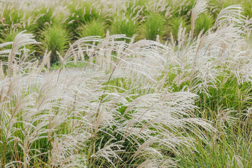 Tall pampas grass plumes sway gently in the breeze, green stalks below