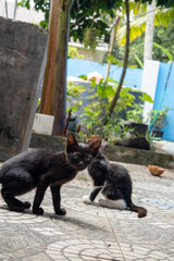 Kerala house kittens—one black, one tuxedo—explore tiled floor in morning light, reflecting playful animal behavior and the warmth of Indian family life with pets