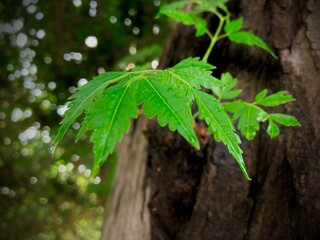 A close-up shot of a vibrant neem leaf unfurls against the textured bark of a tree, highlighting its intricate details and the freshness of nature.