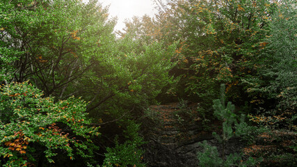 Obraz premium wild forest summer panorama background with green foliage and rocks picturesque majestic scenery view and sun cold light glare
