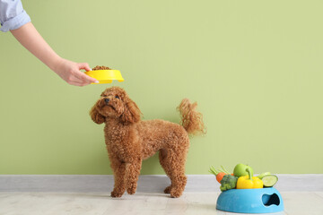 Young woman feeding her cute Toy Poodle dog with fresh vegetables and dry food near green wall