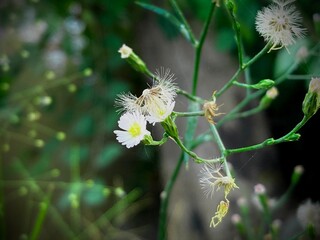 A detailed capture showcases delicate wildflowers and buds, showcasing the elegance and intricacies of natural botanical elements.
