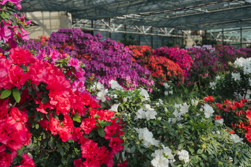 Naklejka premium Bushes of Azalea Flowers in a Greenhouse