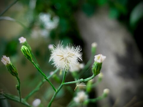 A detailed macro shot reveals a delicate dandelion, its feathery seed head captured in exquisite detail, symbolizing resilience and the ephemeral beauty of nature. - Powered by Adobe